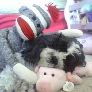 Meet your Posher, Donna